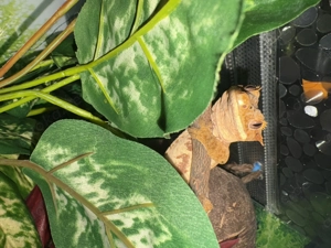 Wunderschöner junger Kronengecko abzugeben 