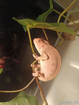 Panther Chamäleon Weibchen 