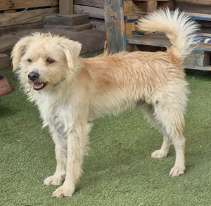 Bolt - sensibler Mischlingsrüde möchte in sein Für-Immer-Körbchen ziehen