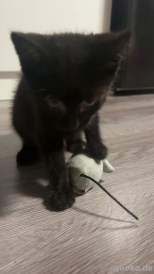 baby katze mila sucht neues zuhause!