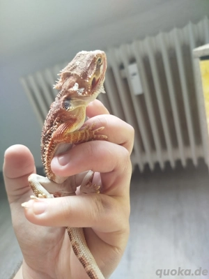 1.0 Bartagame NZ Juni 25 Reptilien Echse