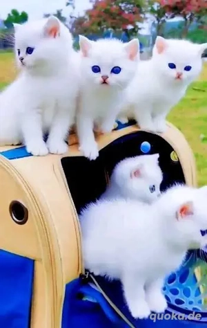 Gesund Weiße Britisch Kurzhaar-Kätzchen.Blaue Augen 