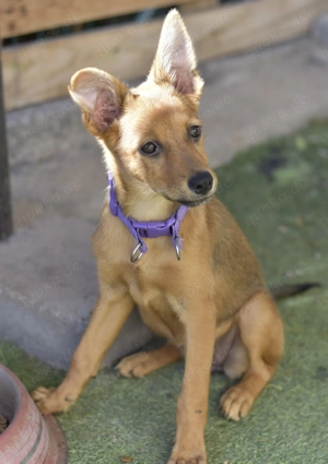 Iguala - verspielte Mischlingshündin sucht ihre Familie Bild 3