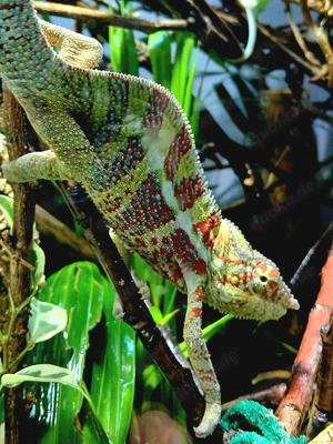 Chamäleon  Pantherchamäleon furcifer pardalis Ambanja .25