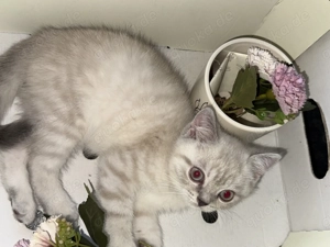 Britisch kurzhaar männlich Kater