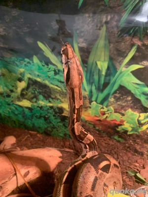 Boa Imperator 1.0 het. Blackpanther poss. het. Albino Sharp 