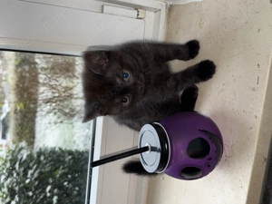 Britisch Kurzhaar Kater Shadow 