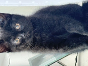 Britisch Kurzhaar Weibchen Cleo 