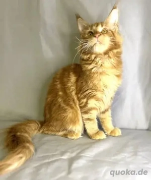 Maine Coon Kätzchen   männlich & weiblich Preis: 700  