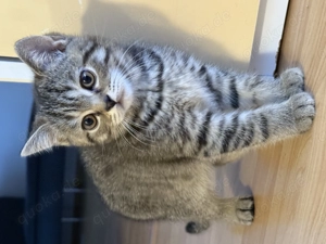 Britisch Kurzhaar muffin Kater  Bild 4