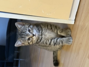 Britisch Kurzhaar muffin Kater  Bild 3