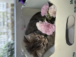 Britisch Kurzhaar muffin Kater  Bild 2