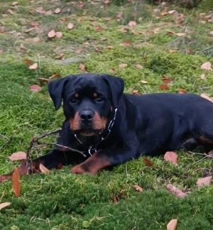 7 Monate schöne Rüde rottweiler