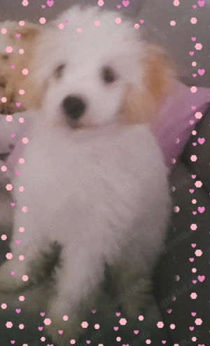 Kleiner Powder puff in gute Hände abzugeben.