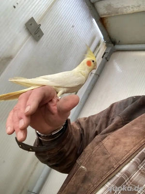 nymphensittiche handzahme