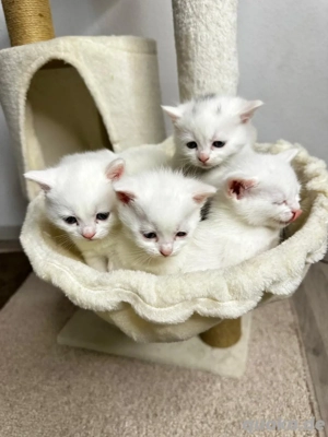 5 britische Kurzhaarkätzchen