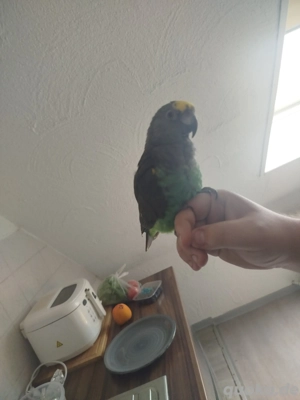 zahmer Goldbugpapagei 9 jahre + Käfig Papagei Vogel