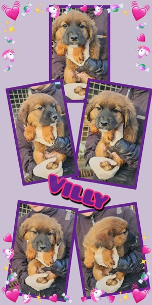 zuckersüßes, kleines Welpenmädchen "Villy" sucht ein liebevolles Zuhause 
