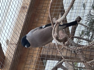 0,1 Nordischer Dompfaff