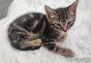 2 bengal bkh mix babys brown tabby classic sehr verschmust 