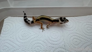 Leopardgecko Weibchen Bold Stripe