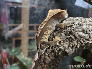 1.0 Kronengecko Pinstripe Harlequin 