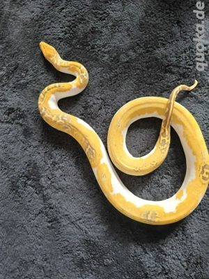 0.1 tigerpython caramel pied