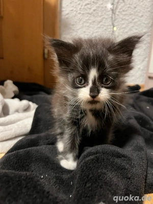 Neues Zuhause für Babykatzen gesucht