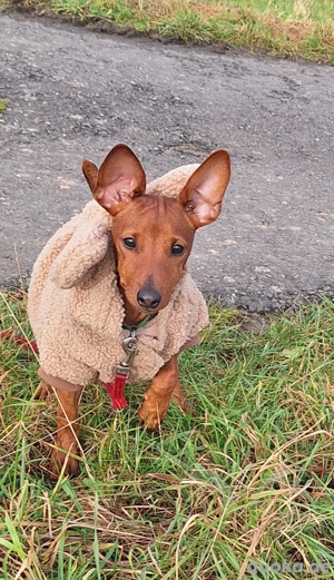 Edelzucht Zwergpinscherwelpen suchen neues Zuhause 