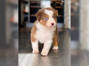 Australian Shepherd Welpen sucht liebevolles zu Hause!
