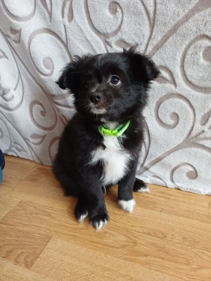 Chihuahua Spitz Welpe Rüden