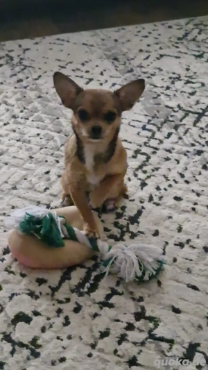 Suche miniChihuahua Deckrüde 