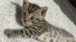 6 mega schöne bengal bkh mix babys brown tabby spotted ab sofort 