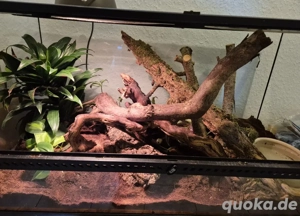 Exo Terra Terrarium  + 3 Junge Kornnattern 