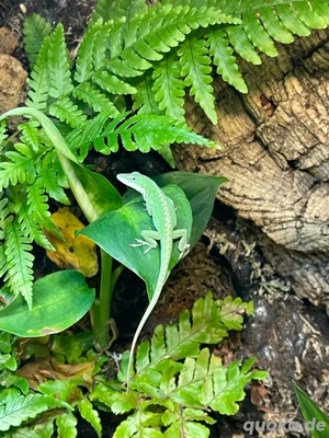 Rotkehlanolis carolinensis 