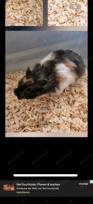 Habe wunderschöne und auch seltene Gold-Teddy und Angoramixejungtiere zur Abgabe frei 