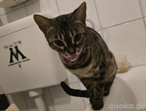 Bengalkatze Weiblich