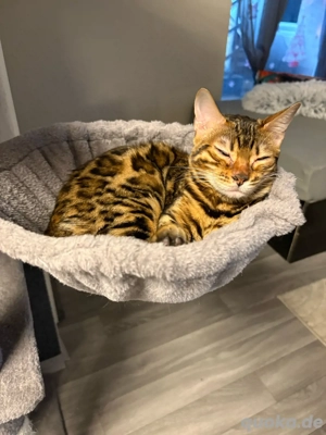 6 monate alte Bengalweibchen