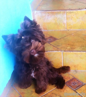 Zauberhafte Yorki Welpen mit Ahnentafel 