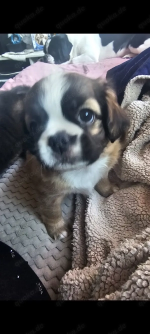 Welpe Mischling Hündin 