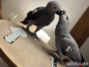 Zwei handzahme Graupapageien-Juni 2025 geboren 