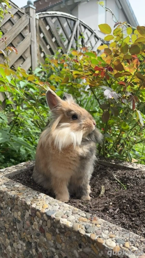 Kaninchen Dame Kastriert