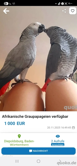 Hübsches Paar Graupapageien zu verkaufen