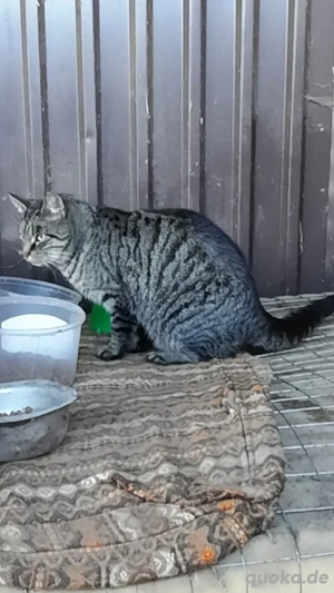 Kastrierter Freigänger Kater