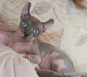 Deckkater,  Kanadischer sphynx (Max), gesund und erfahren 
