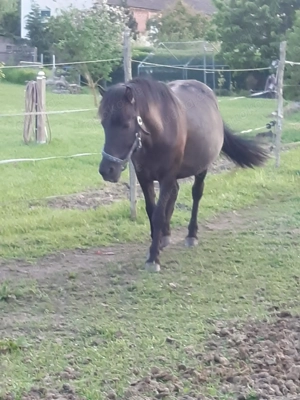 6 jährige Dunkelbraunfalbstute zu verkaufen  Bild 2