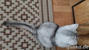 BKH Kätzchen  Bild 2