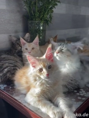 Wunderschöne Maine Coon Kätzchen 