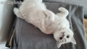 BKH Kätzchen  Bild 5