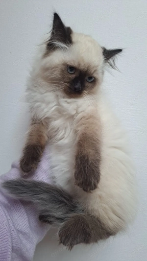 Neva masquarade sibirische weiblich